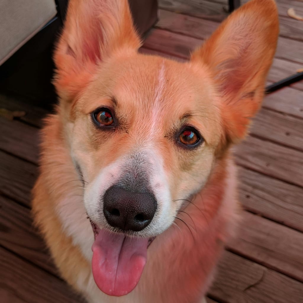 Cheddar the corgi