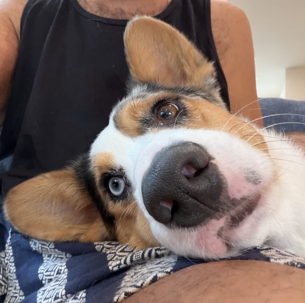 Pecorino the corgi